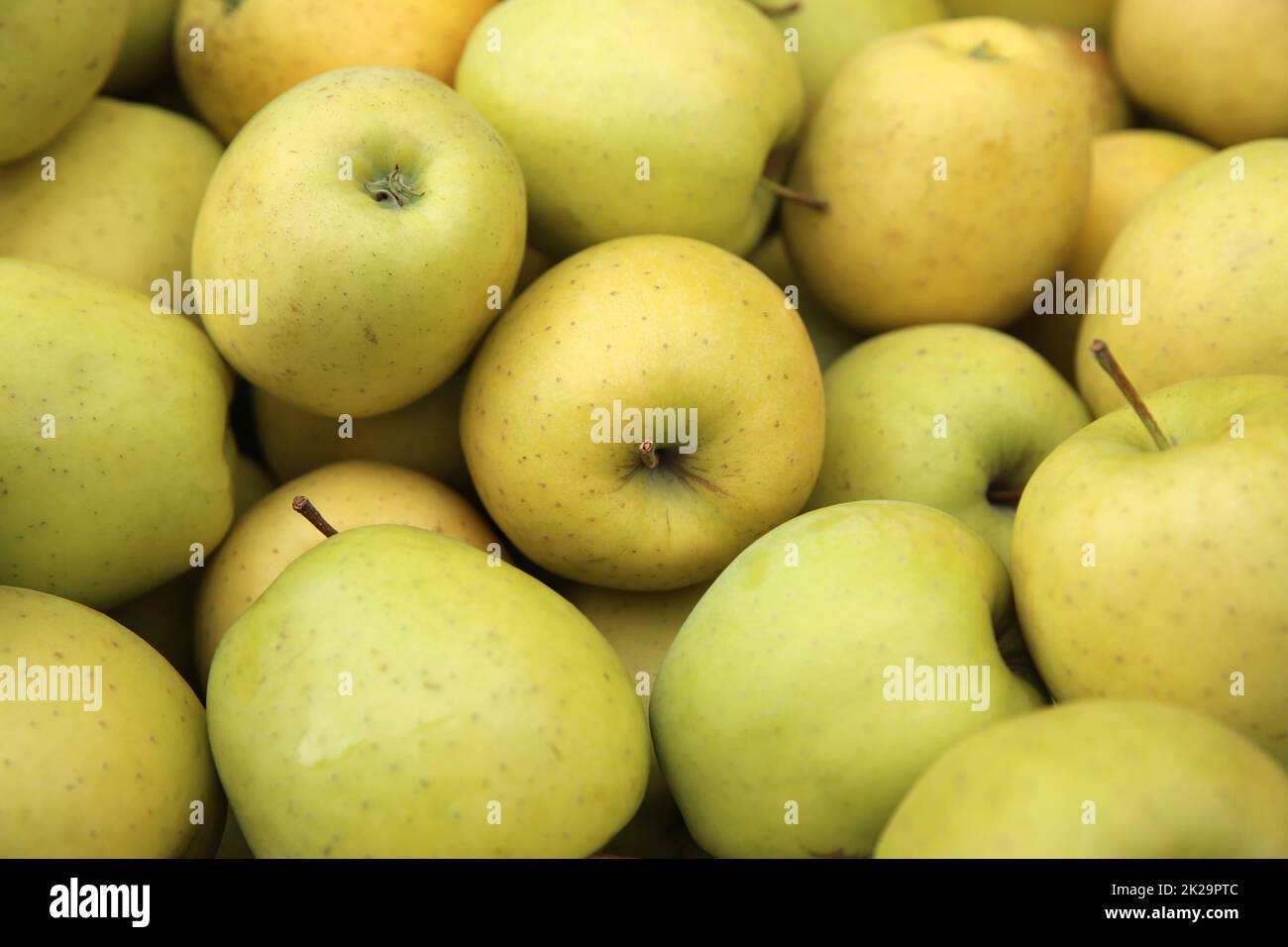 Golden Delicious Apples in Trentino. Italy Stock Photo