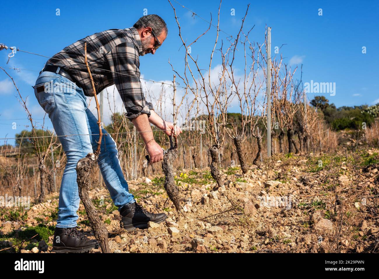 Farmer pruning the vine in winter. Agriculture Stock Photo Alamy