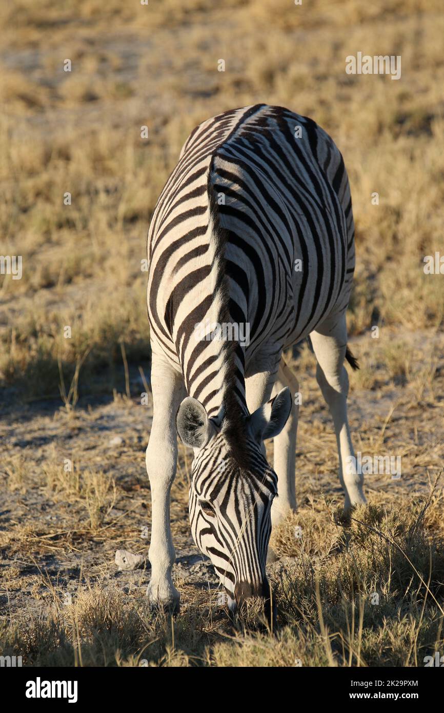 Mountain Zebra in Etosha National Park. Namibia Stock Photo - Alamy