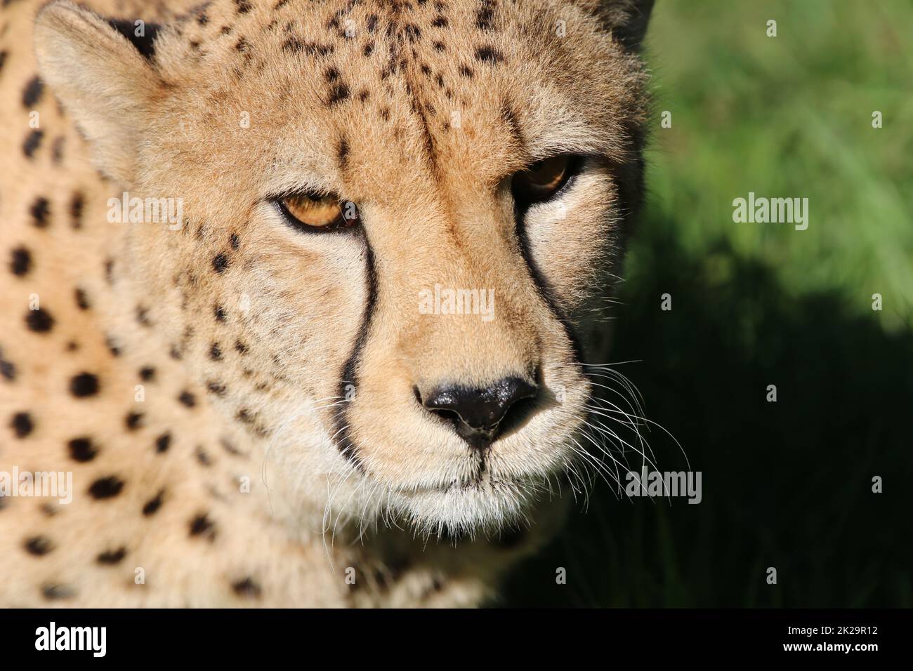 Cheetah in South Africa Stock Photo