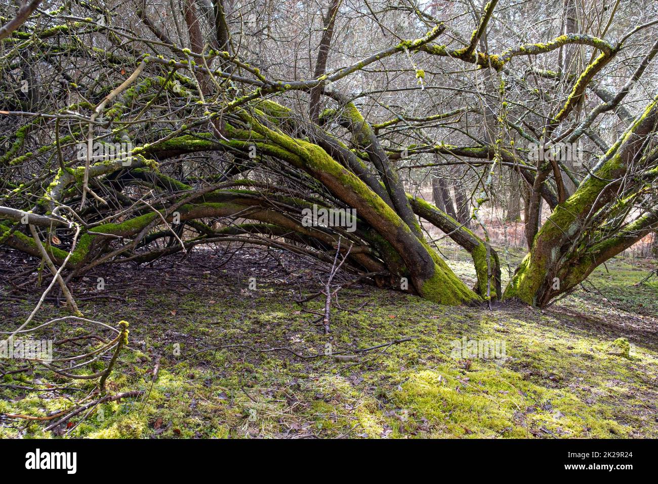Old trees in a forest of the federal state of Brandenburg in Germany Stock Photo