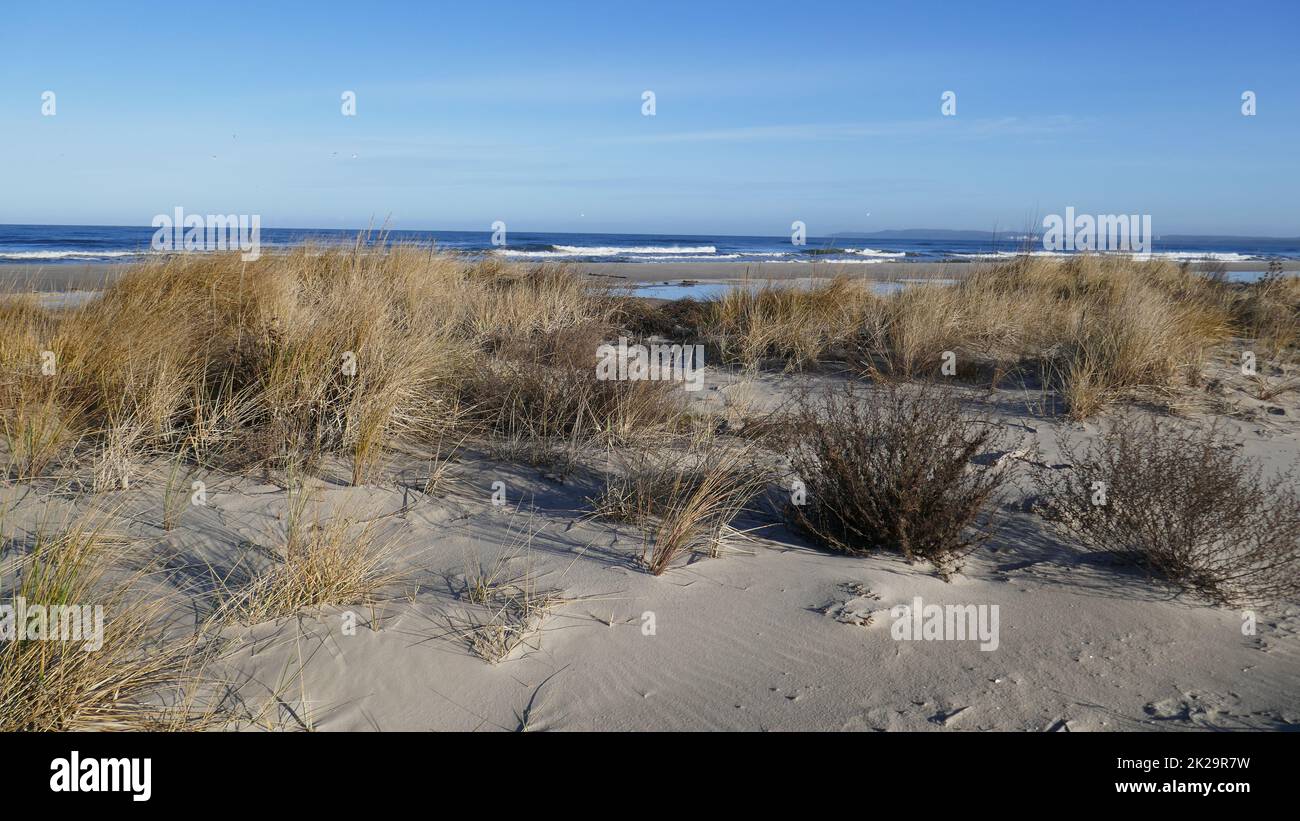 Baltic Sea natural beach. Natura 2000, east beach of Swinoujscie,  ÅšwinoujÅ›cie Stock Photo