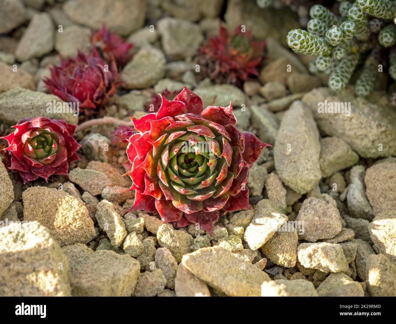 Succulent plants growing in an indoor rock garden Stock Photo Alamy