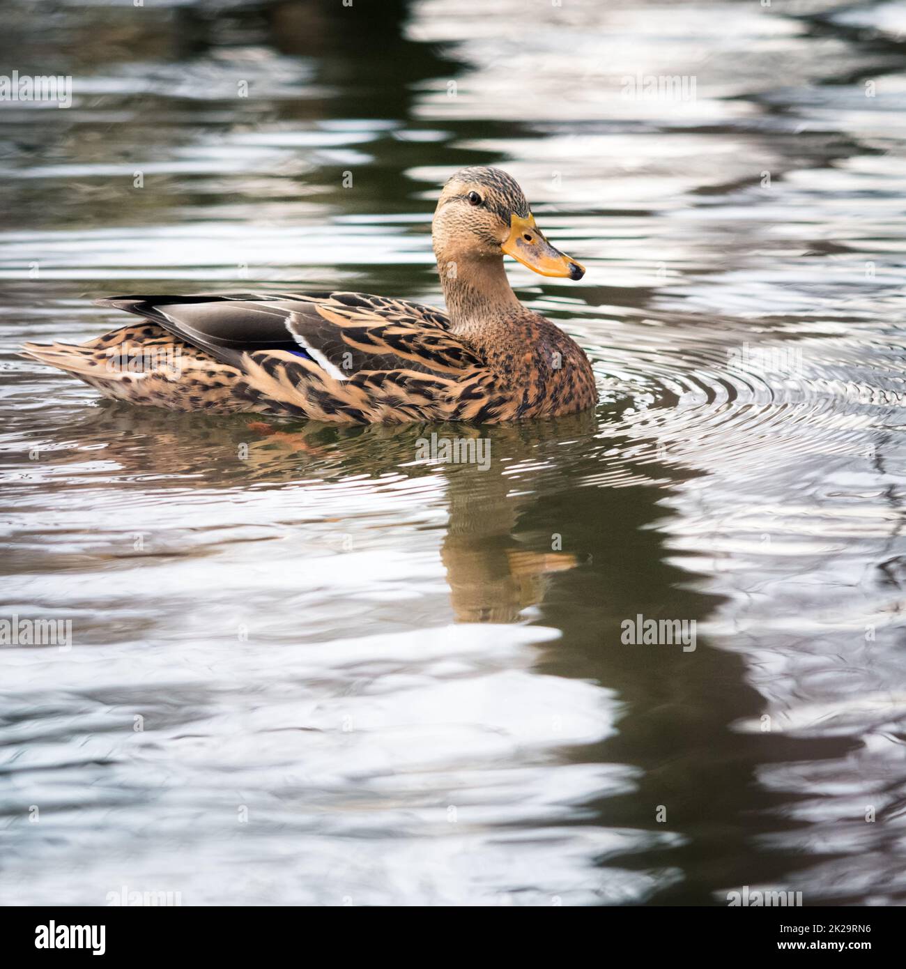 Female Bird, Mallard Duck, Standing On A Bank Of A River Stock Photo