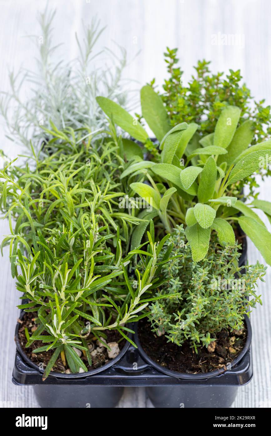 mix of herbs in a pot rosemary, thyme, sage, Italian smil and