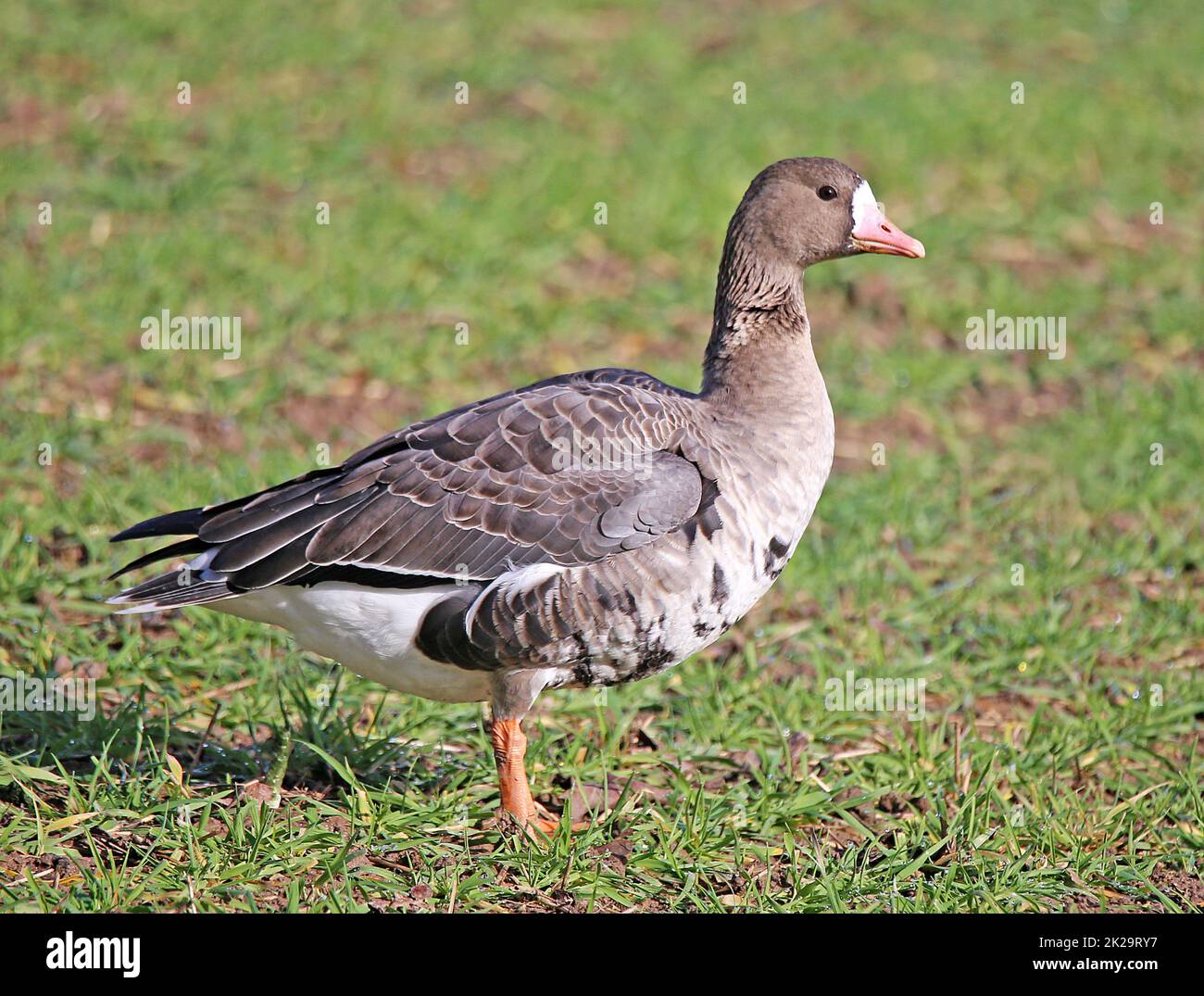 Coot goose or Blessgans Anser albifrons Stock Photo
