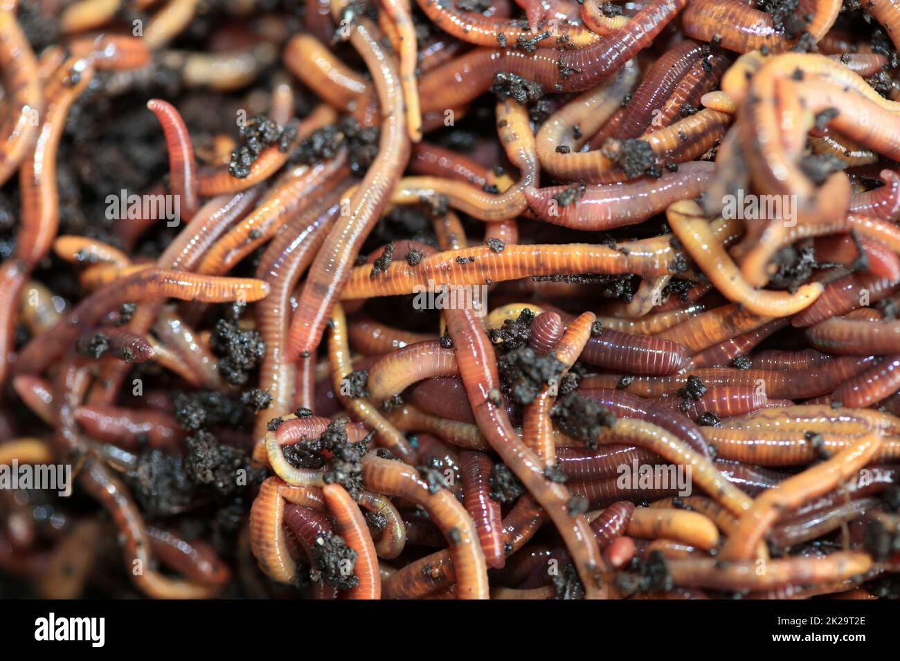 Earthworms, Dendrobena Veneta, for Fishing or Compost Stock Photo