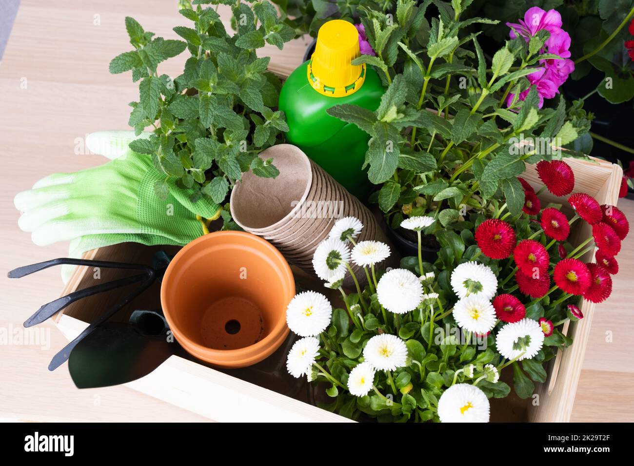Spring Flowers in Pots Ready For Planting. Gardening Concept Stock