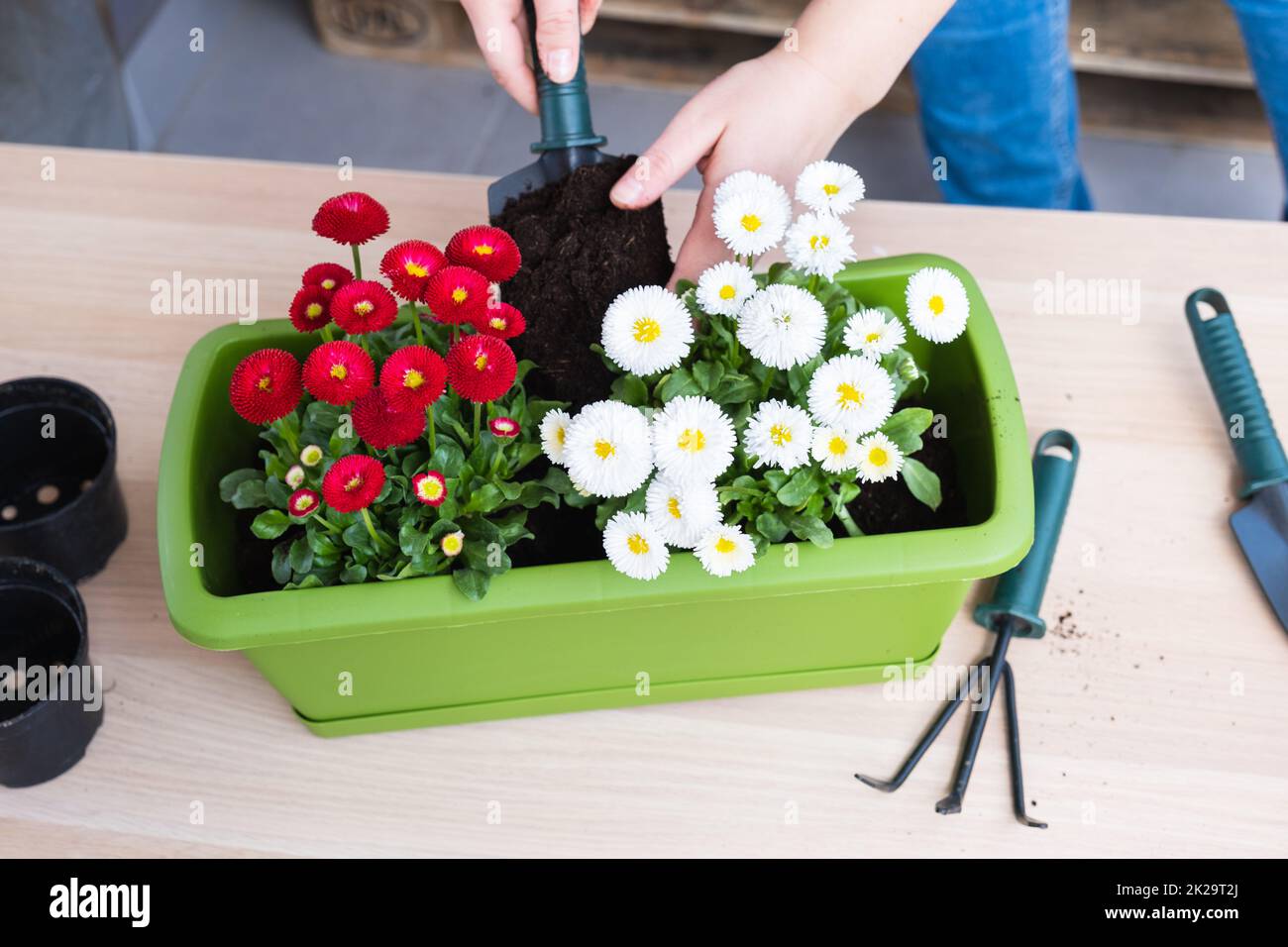 Female hand pouring soil into pot for transplanting spring flowers Stock Photo Alamy