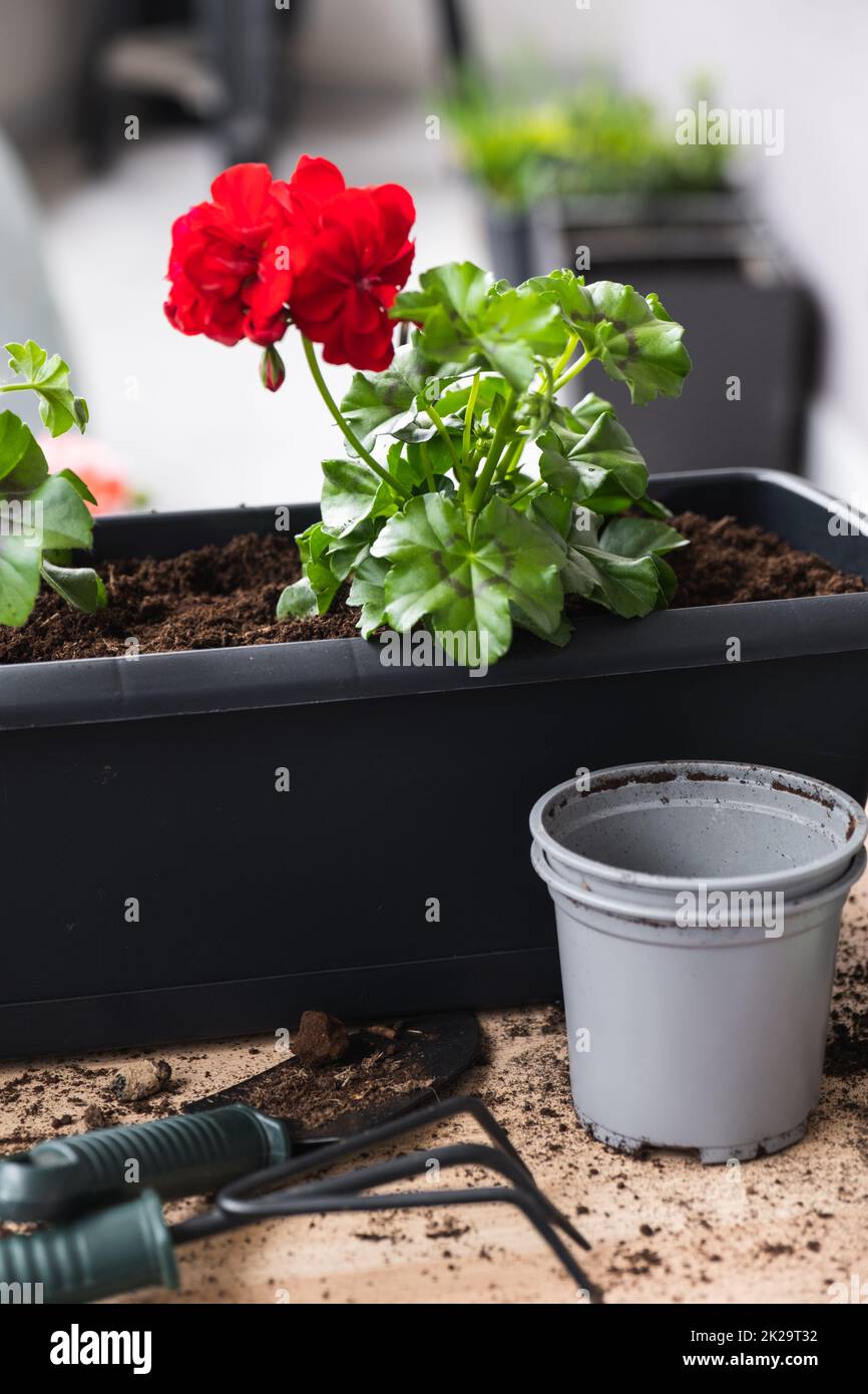 Geranium transplant process. Flower pots and garden tools Stock Photo