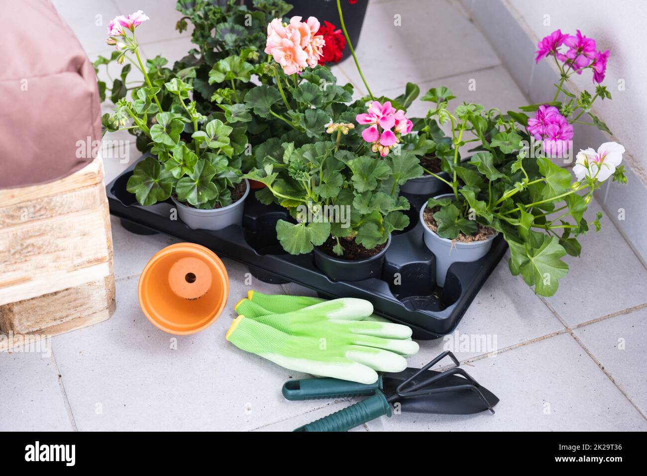 Spring Flowers in Pots Ready For Planting and Gardening Tools Stock