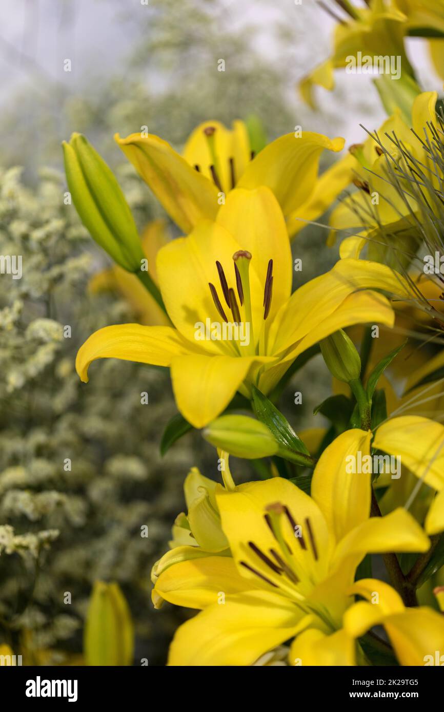 Close-up of beautiful and delicate yellow lily flowers Stock Photo