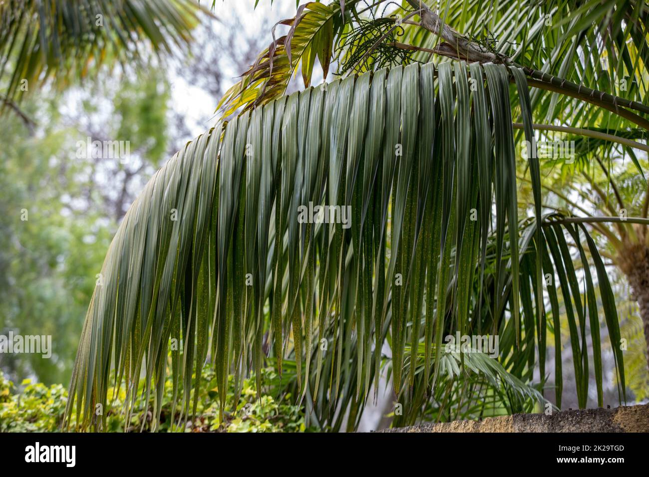 Tropical Botanical Garden in Funchal on Madeira island, Portugal Stock Photo