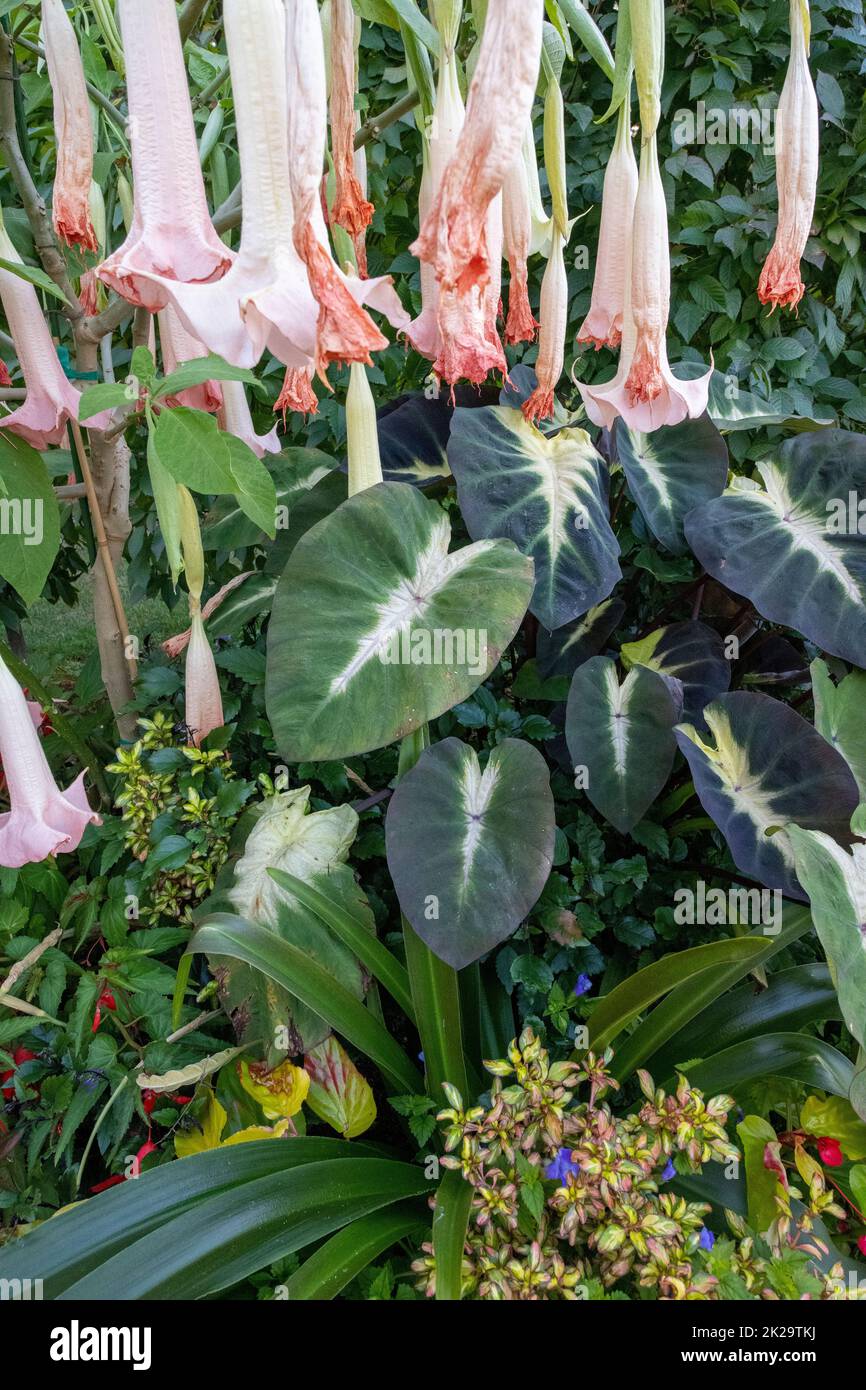 Stevens coolidge gardens hires stock photography and images Alamy