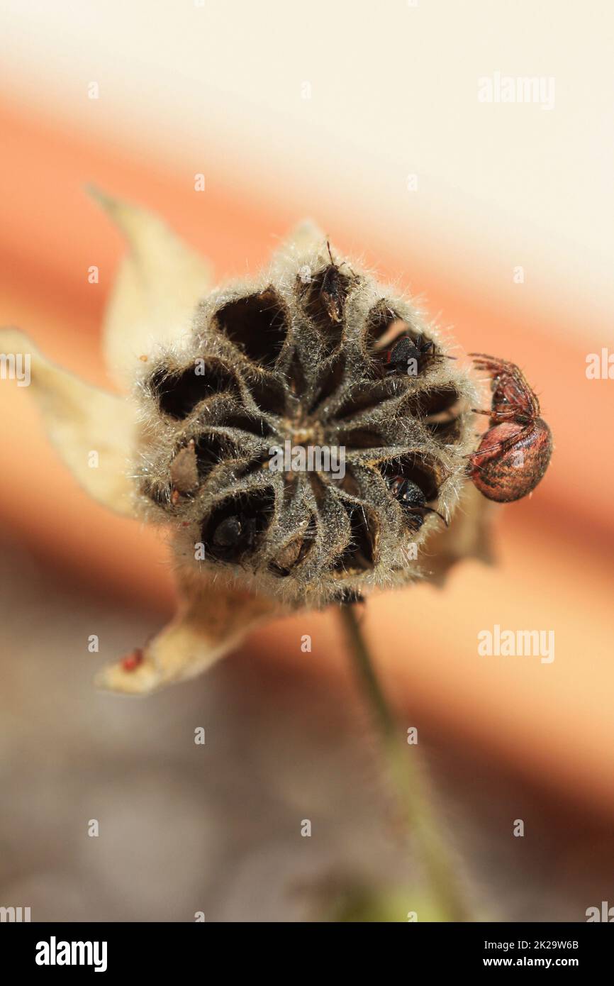 hairy indian mallow Stock Photo