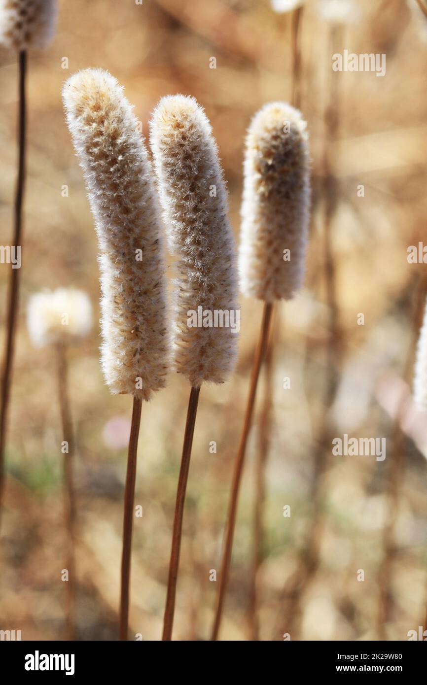 foxtail grass Stock Photo