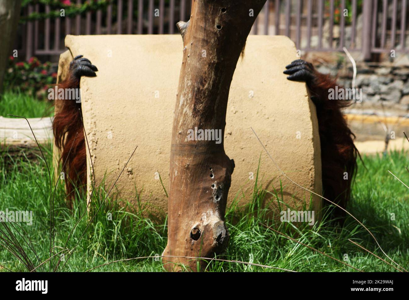 Bornean orangutan Stock Photo
