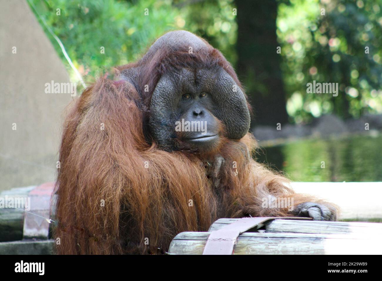 Bornean orangutan Stock Photo