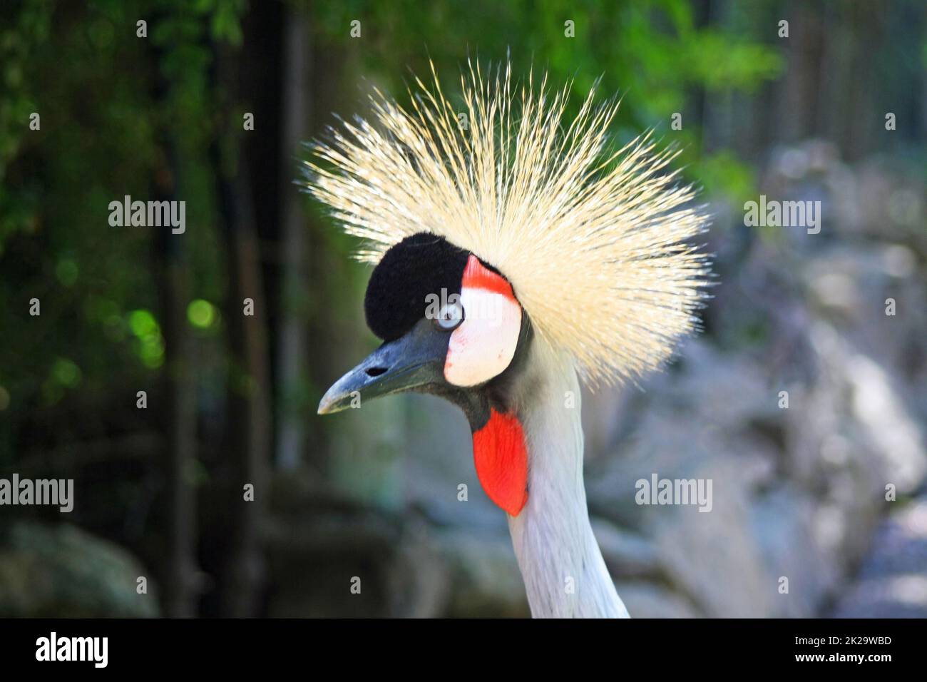 black crowned crane Stock Photo - Alamy