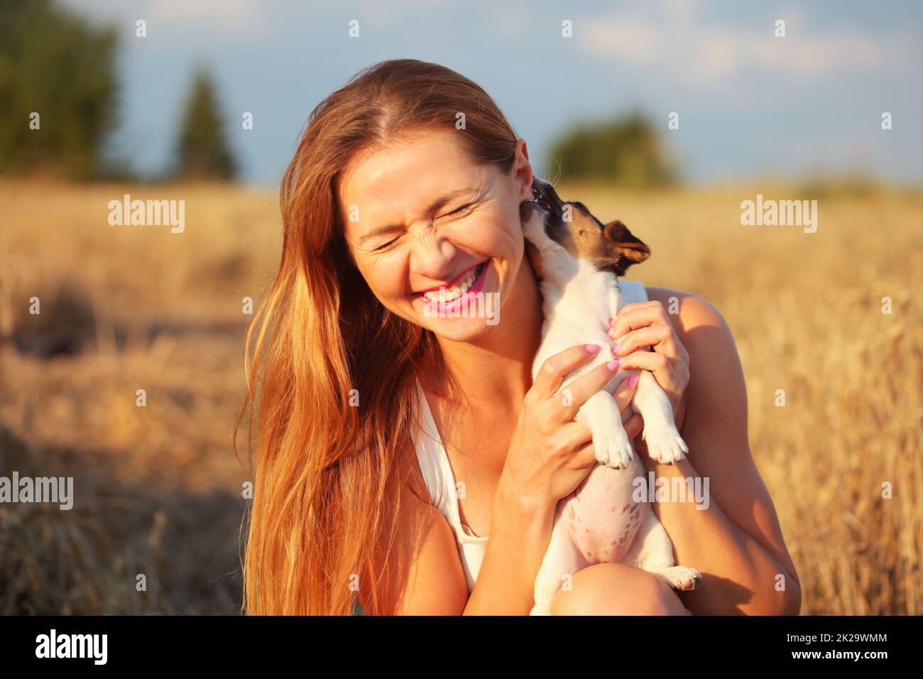 Young brunette woman, holding Jack Russell terrier puppy, that is chewing and licking her ear, so she smiles, sunset lit wheat field in background. Stock Photo