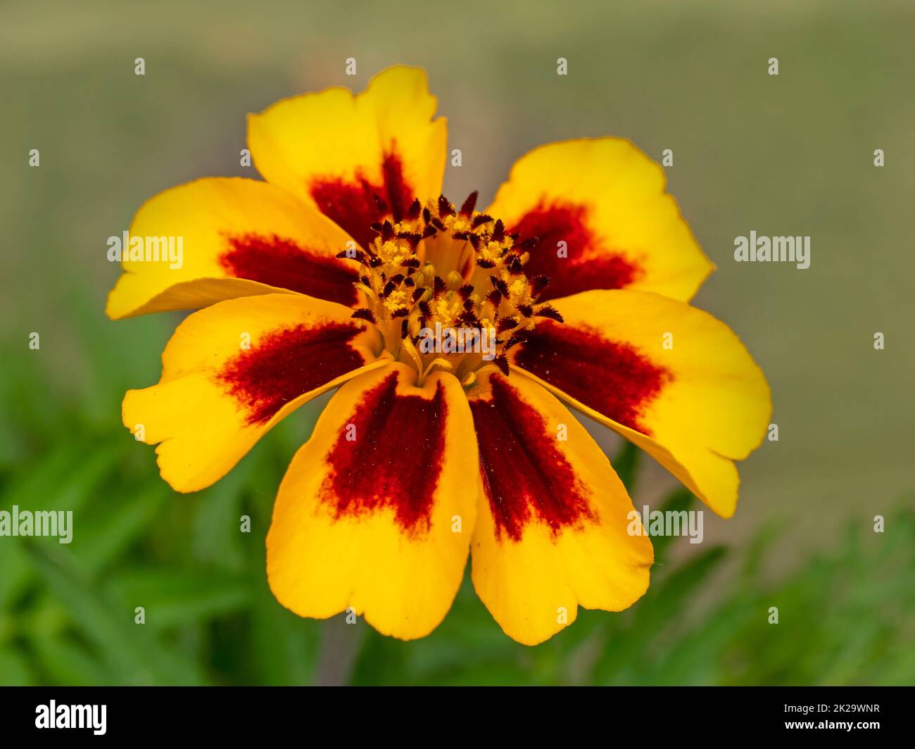 Closeup of a French Marigold Naughty Marietta flower Stock Photo