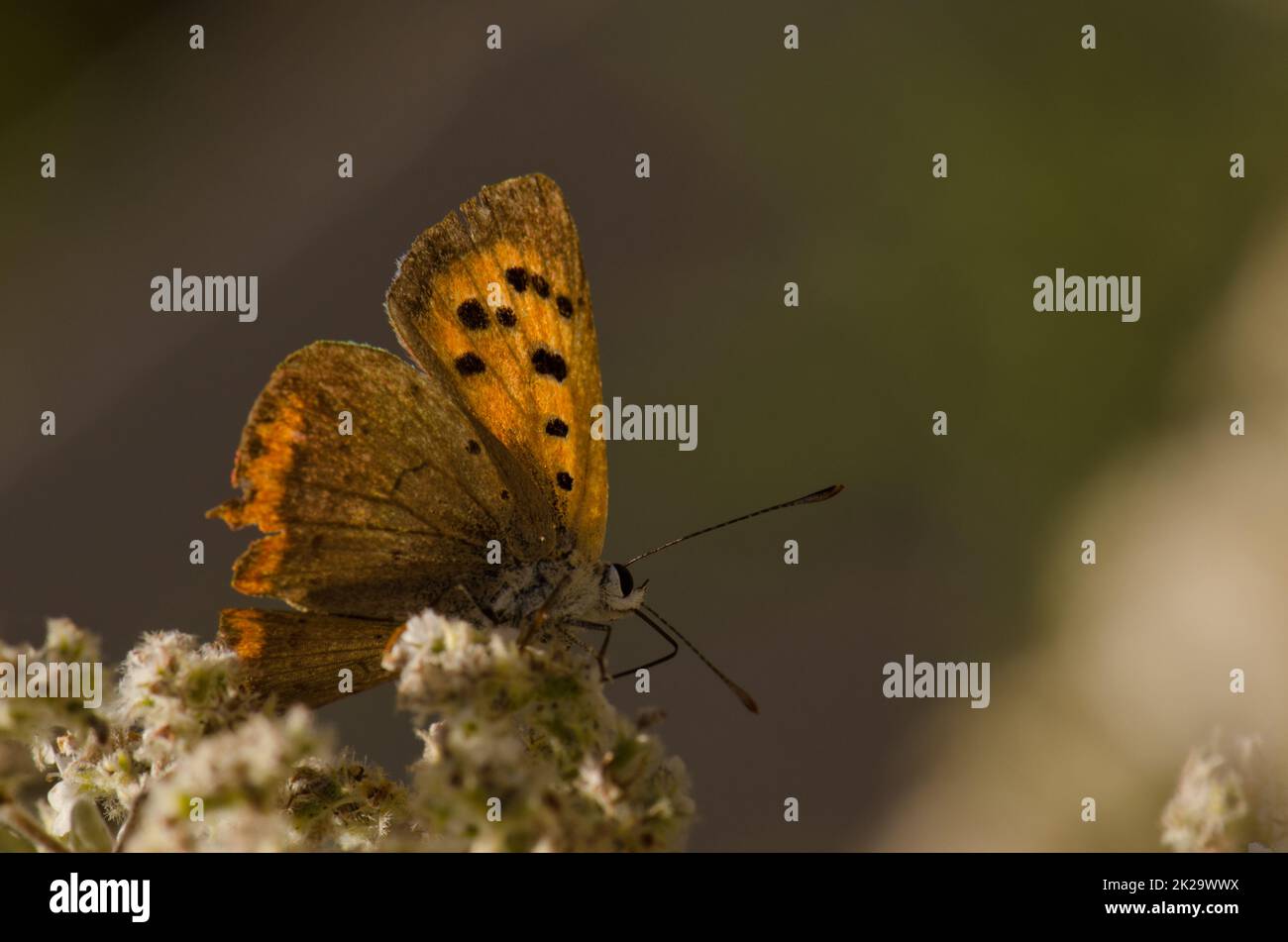 Butterfly small copper Lycaena phlaeas. Stock Photo