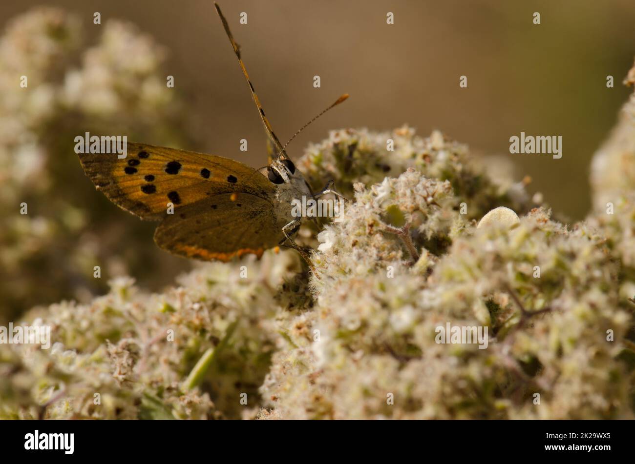Butterfly small copper Lycaena phlaeas. Stock Photo