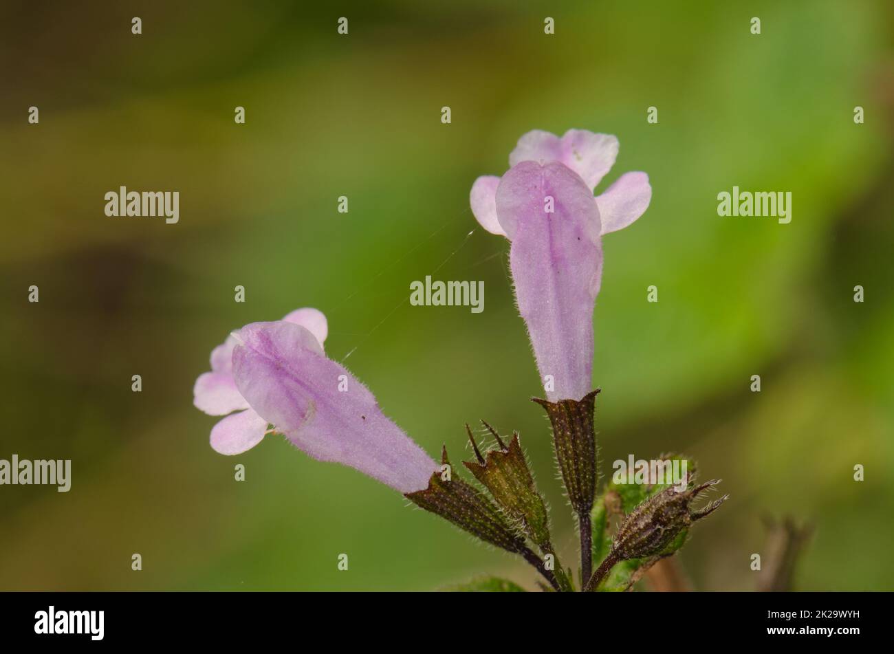 Flowers of sage Salvia officinalis Stock Photo Alamy