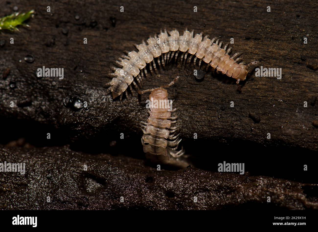 Flat-backed millipedes on a fallen trunk. Stock Photo