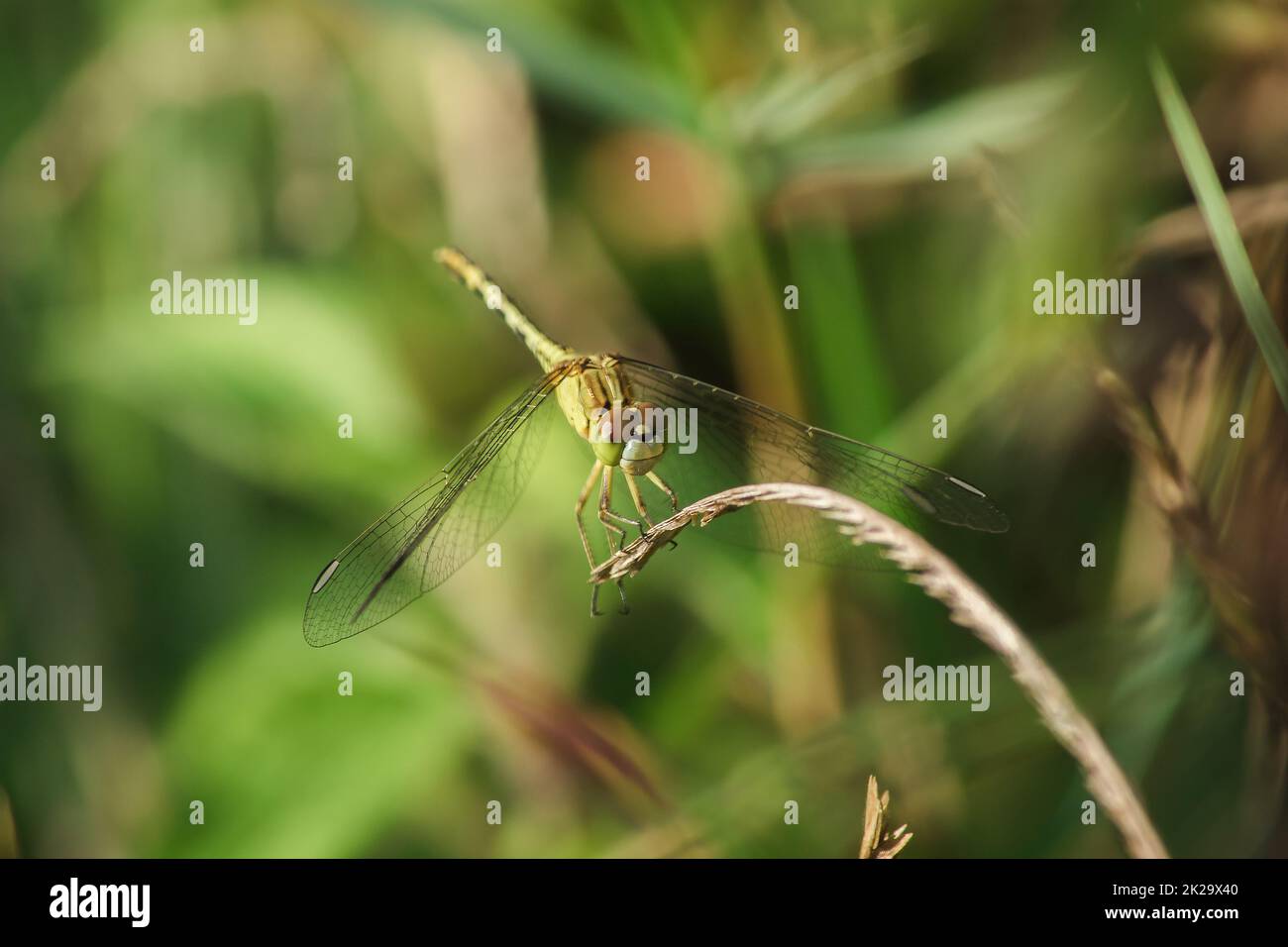 Yellow dragonflies are on the leaves in nature Stock Photo - Alamy