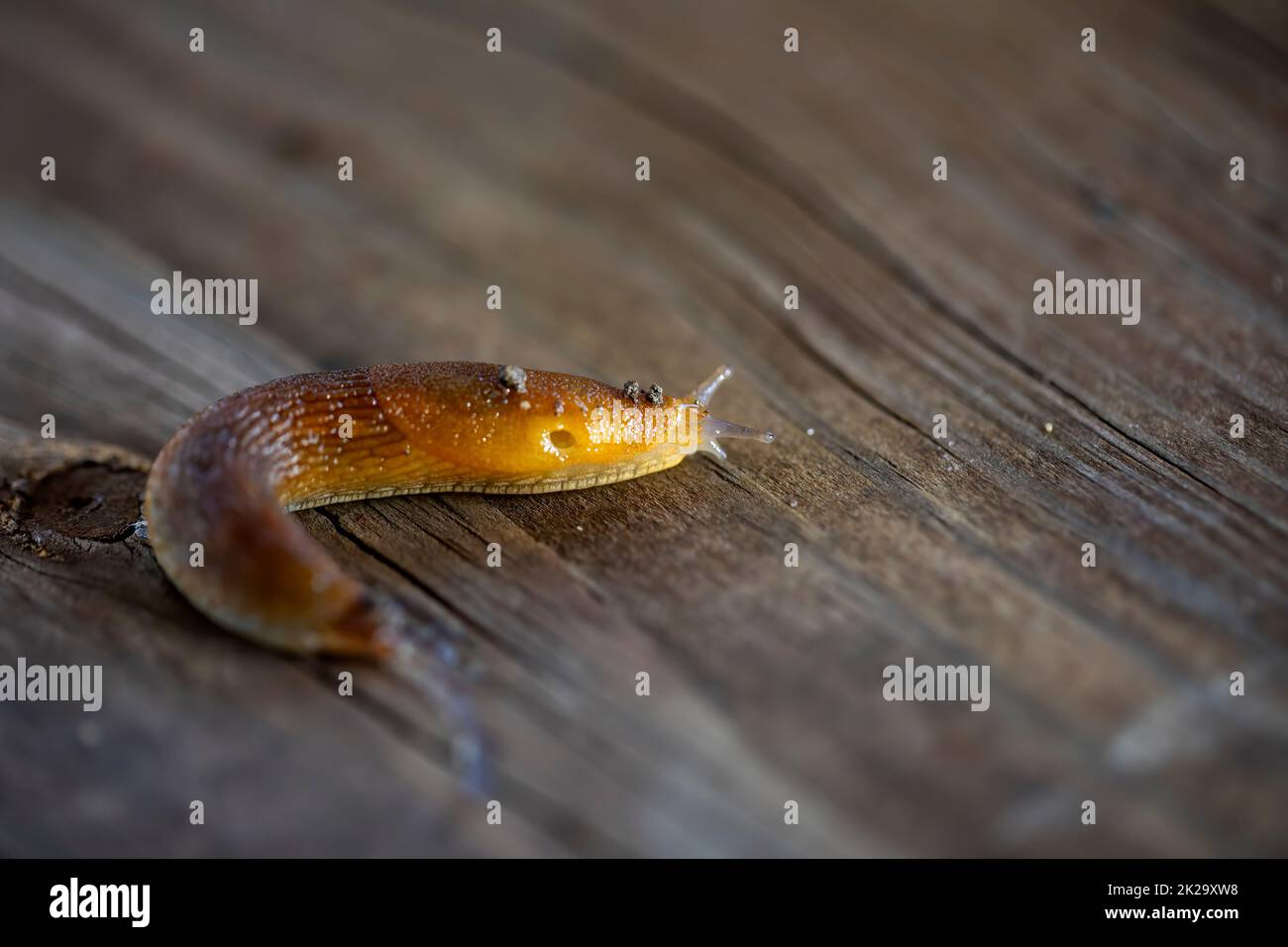 Slug, or land slug. Natural scene from Wisconsin Stock Photo Alamy