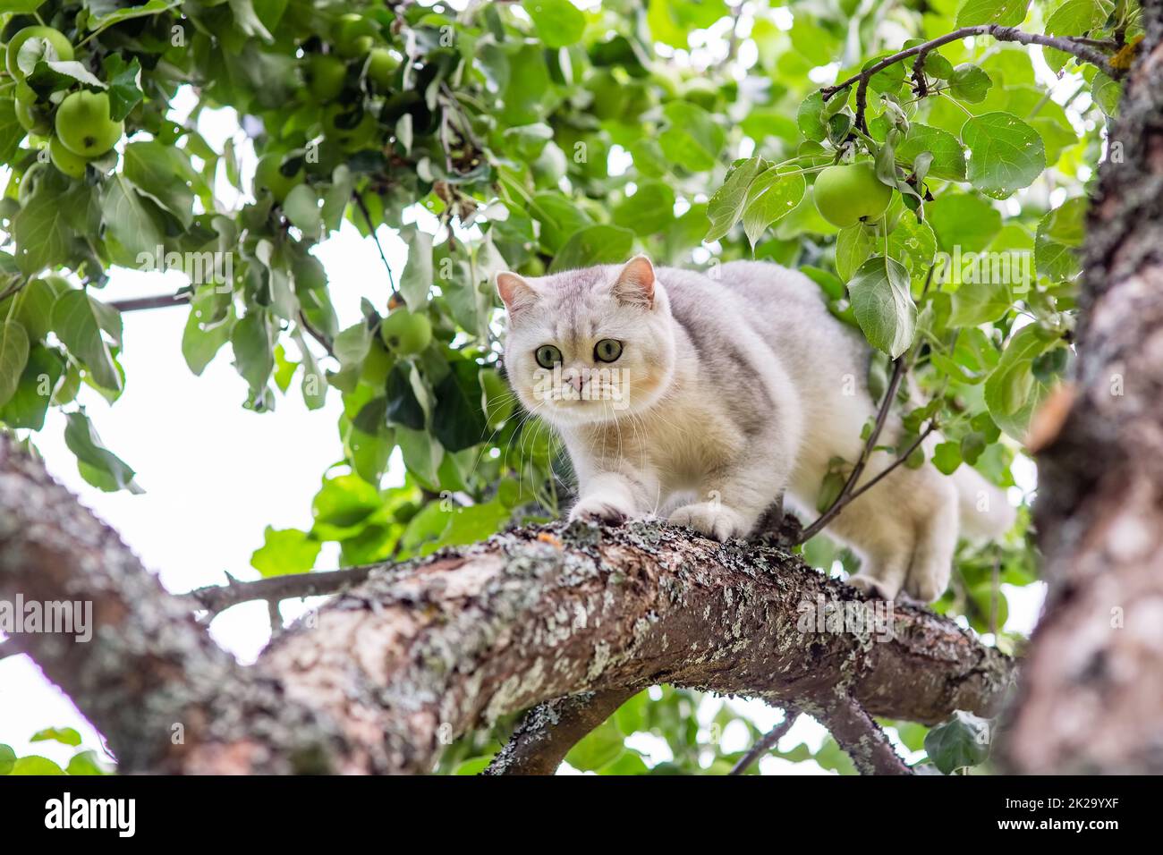 a frightened white cat walks down the branch of an apple tree in the garden, green apples hang nearby in summer. Stock Photo