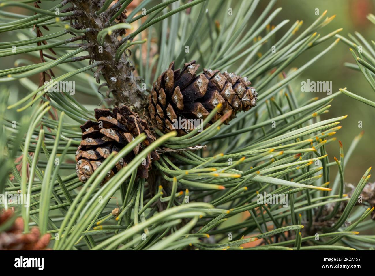 The mountain pine (Pinus mugo) is a diverse plant species from the genus of pines (Pinus) within the pine family (Pinaceae) Stock Photo
