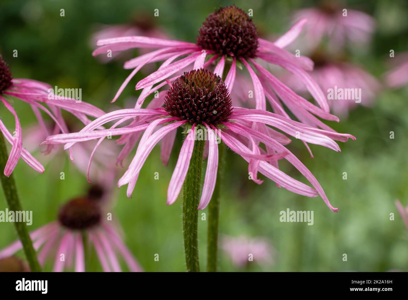 Purple coneflowers (Echinacea purpurea), also called red pseudoconeflowers, is a plant species from the coneflowers genus (Echinacea) in the daisy family (Asteraceae). It is native to the eastern and central United States, where it is called Eastern pu Stock Photo