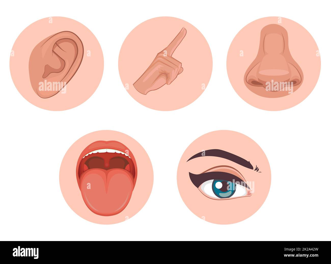 five senses icon, flat design with name, sight, hear, smell, taste, touch Stock Photo