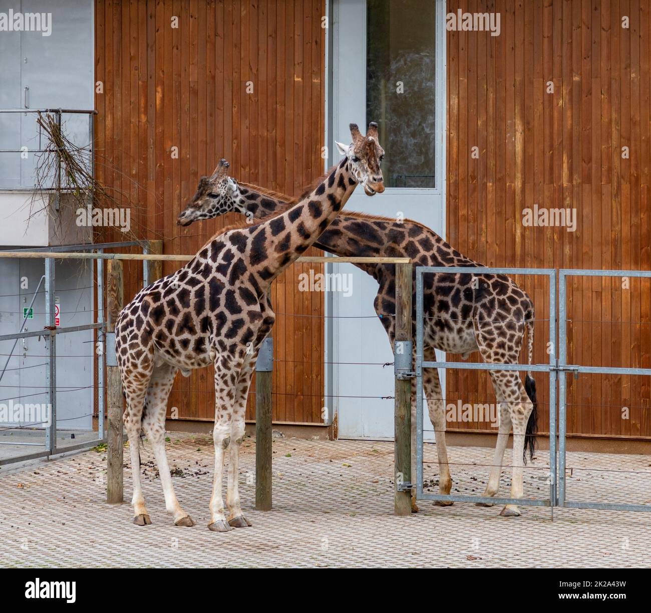 A picture of two Nubian Giraffes at the Kraków Zoo Stock Photo - Alamy