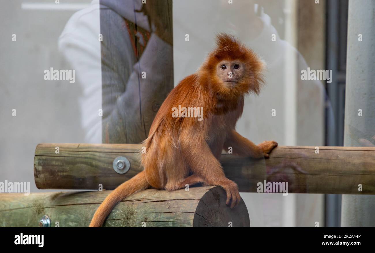 Javan hi-res stock photography and images - Alamy