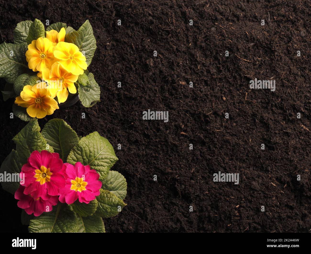 A yellow and pink primrose on a planting bed with text free space Stock Photo