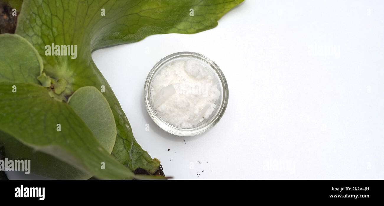 Cetyl esters wax in glass container place near Platycerium stemaria