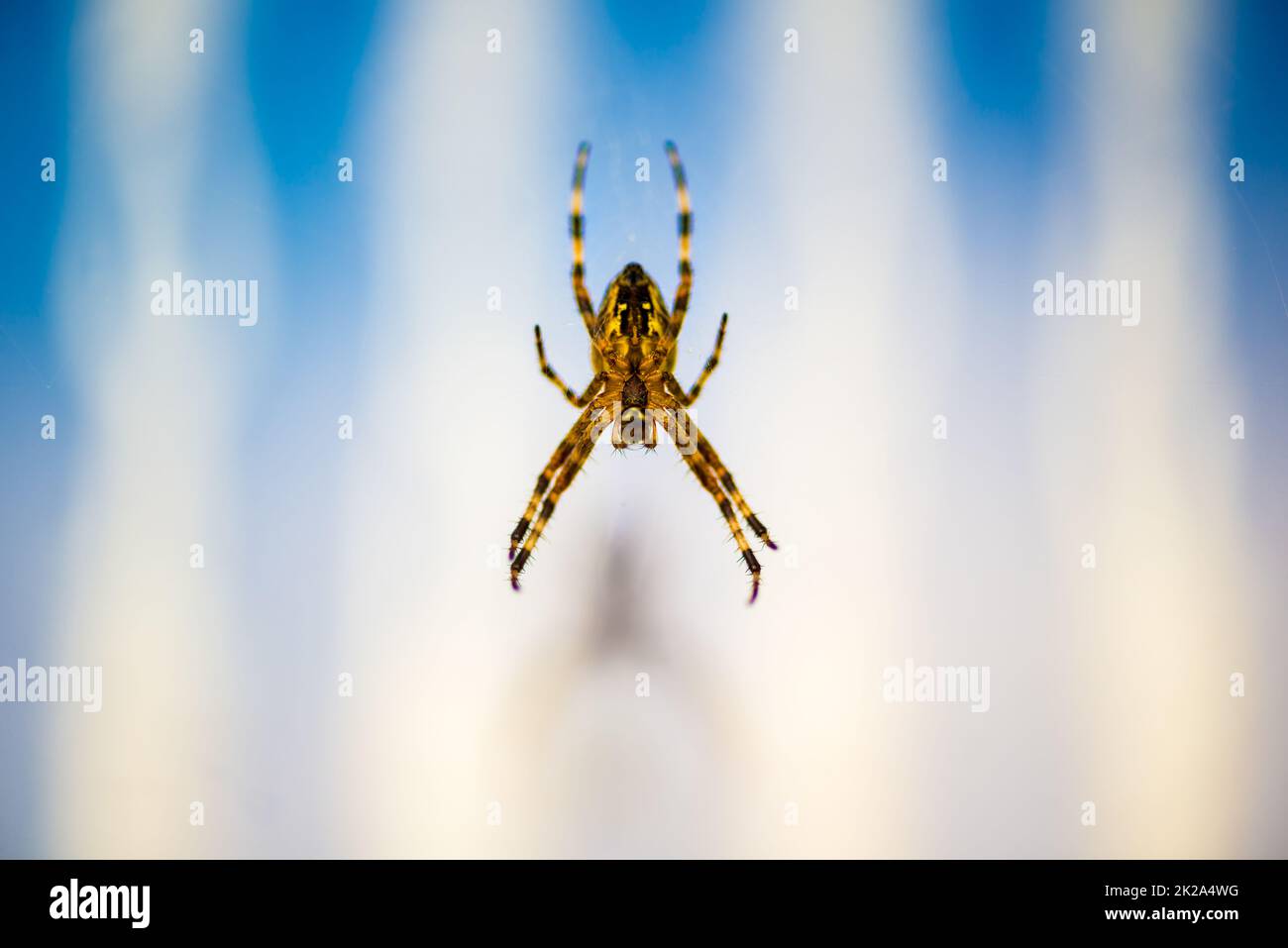 Garden spider (Araneus diadematus) in its web Stock Photo - Alamy