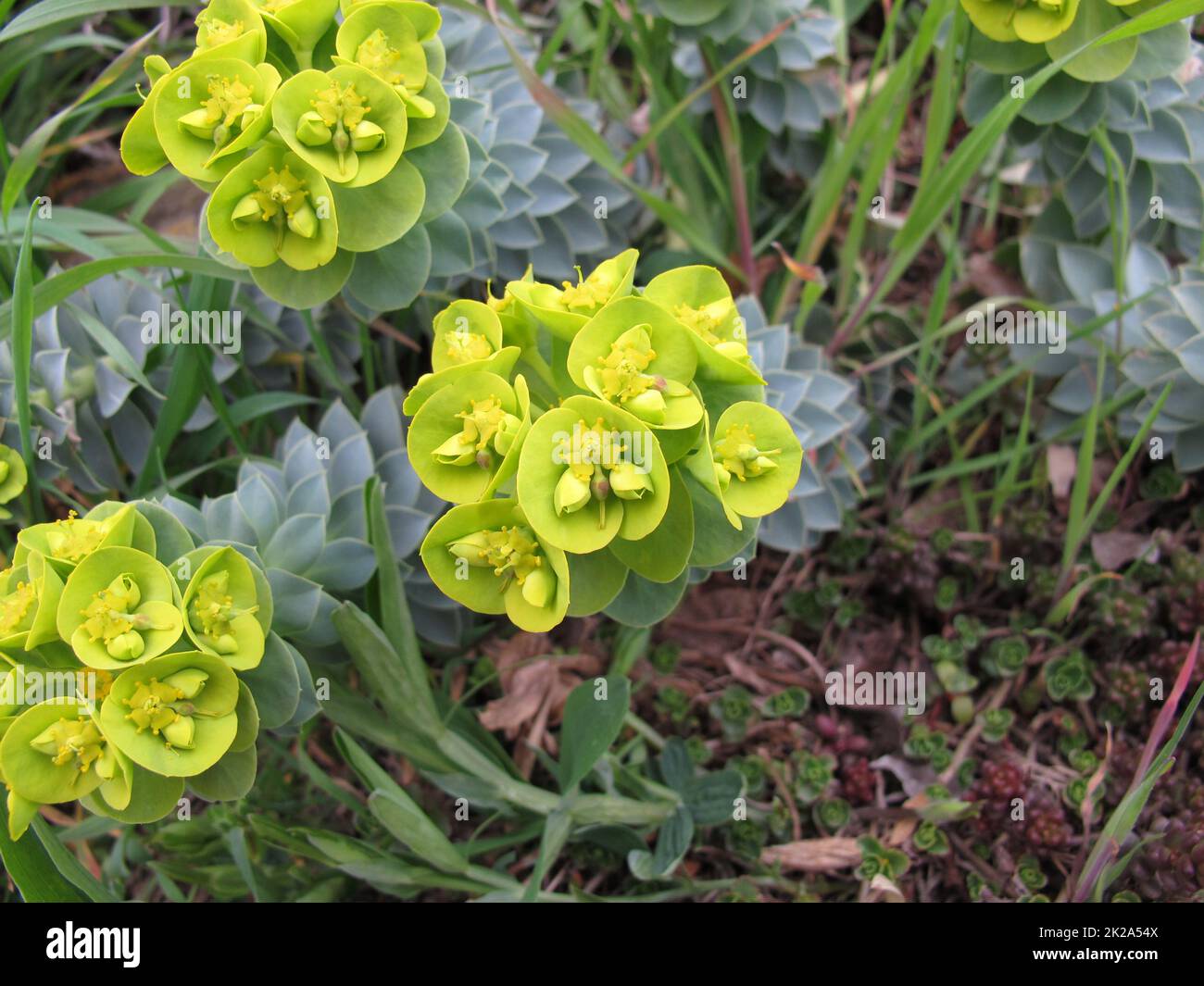 Flowering myrtle spurge, Euphorbia myrsinites, in spring Stock Photo