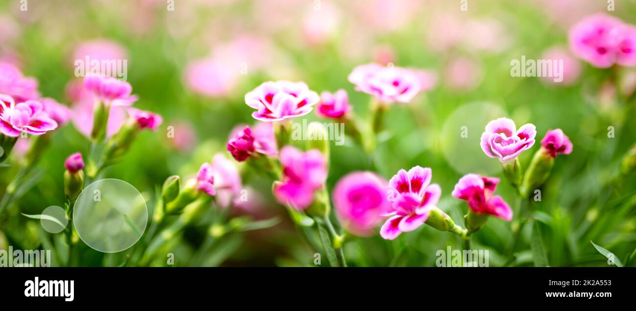 Bright pink flower field in spring Stock Photo