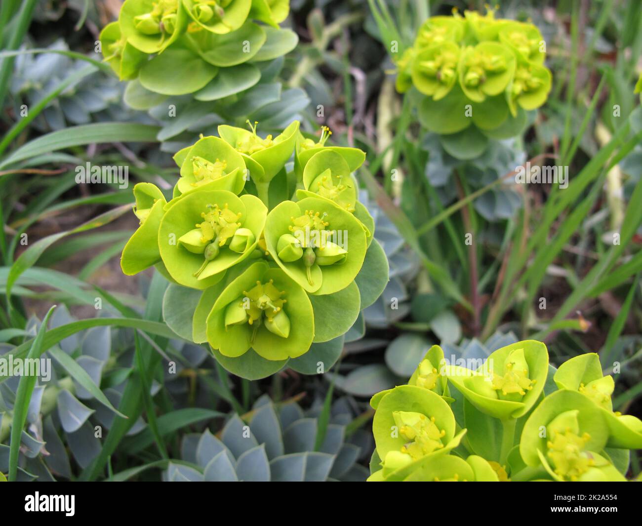 Flowering myrtle spurge, Euphorbia myrsinites, in spring Stock Photo