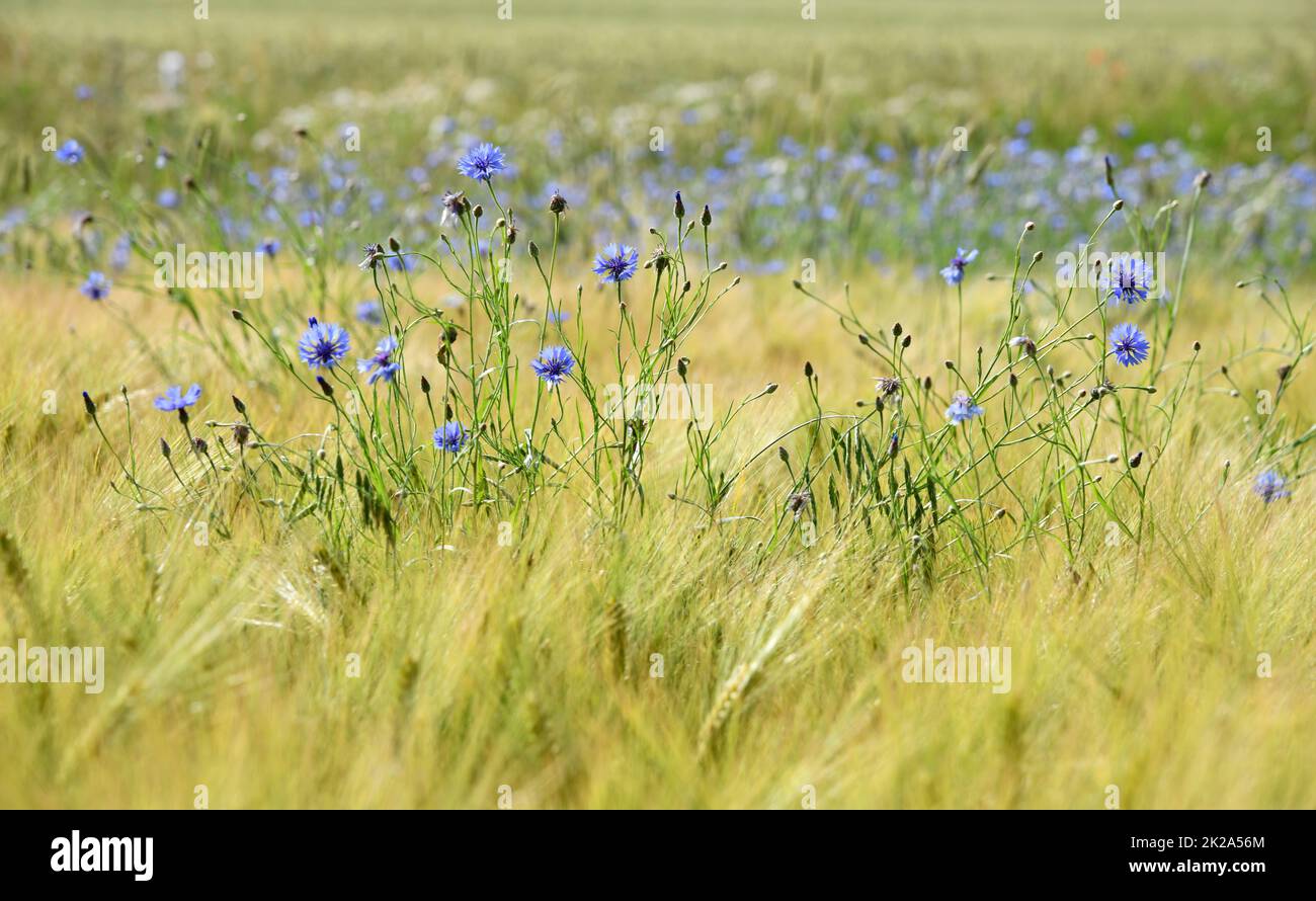 Blue cornflowers in a cornfield Stock Photo