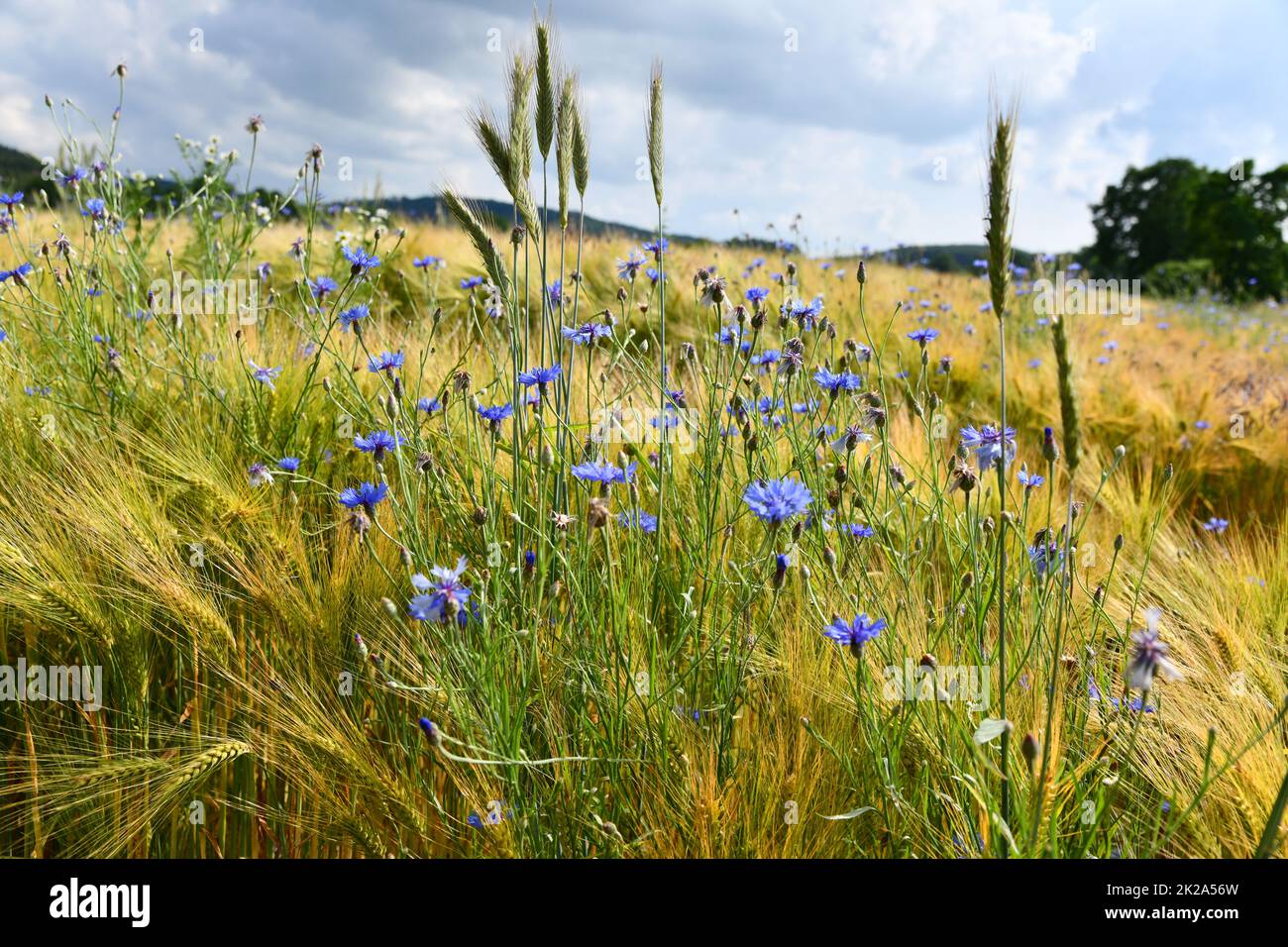 Blue cornflowers in a cornfield Stock Photo