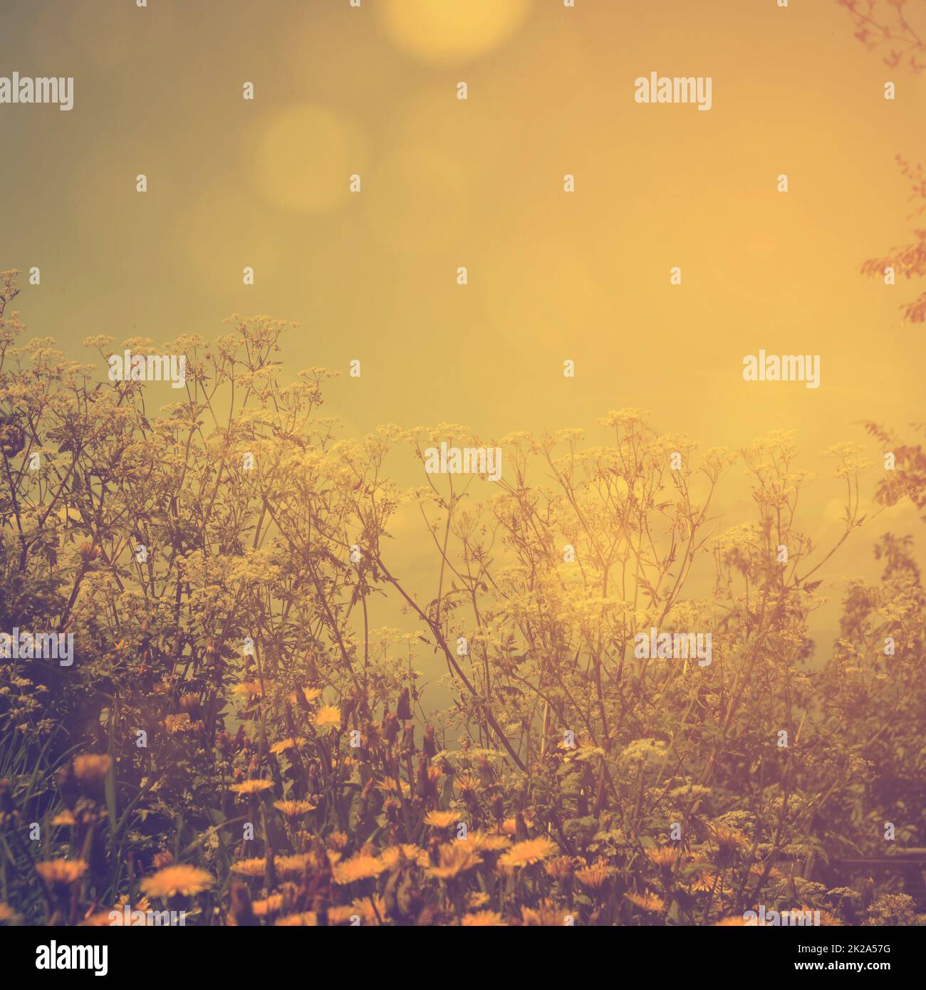 Warm flowers for the summer border hi-res stock photography and images ...