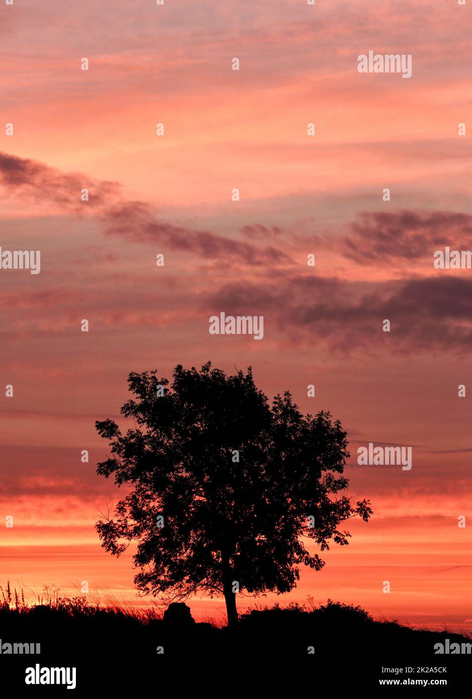 Sunrise with isolated tree silhouette Stock Photo - Alamy