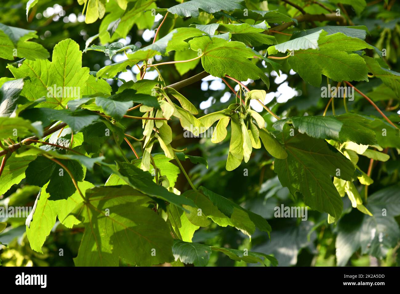 green maple tree with fruits Stock Photo