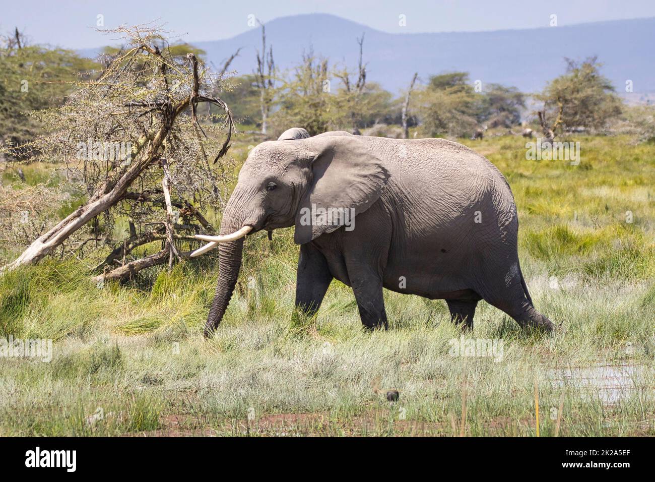 African Elephant Loxodonta Africana In Amboseli National Park In african-elephant-loxodonta-africana-in-amboseli-national-park-in