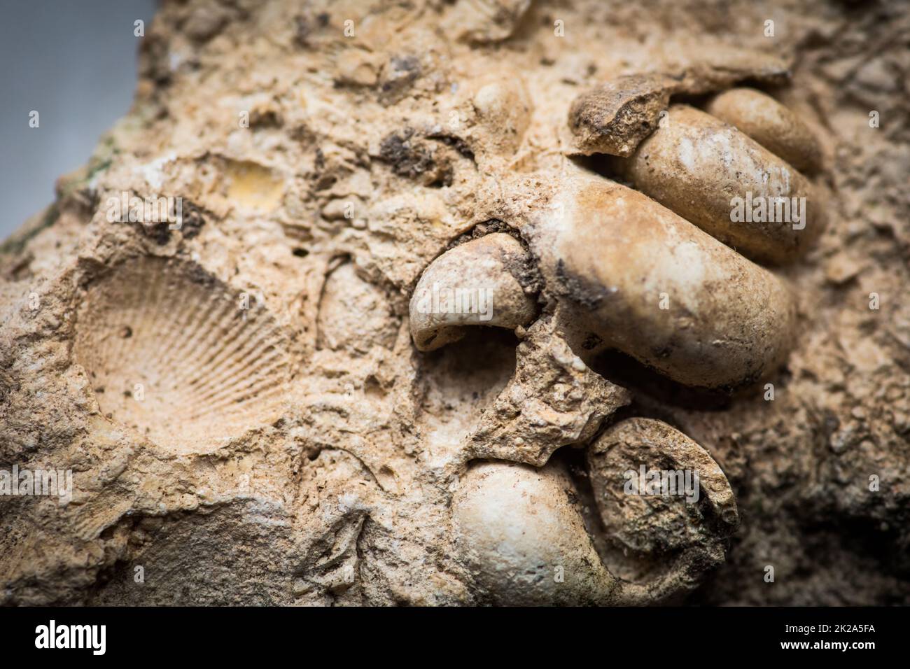 Rectangular Shell Fossil Gastropod and sea shell fossils trapped in sandstone Stock Photo - Alamy